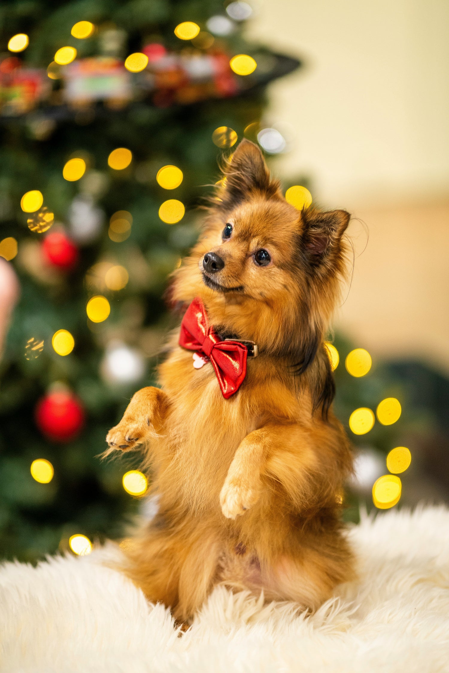 “Newly launched pet accessories and gift items for the holiday season – PrimCraft LLC New Arrivals”