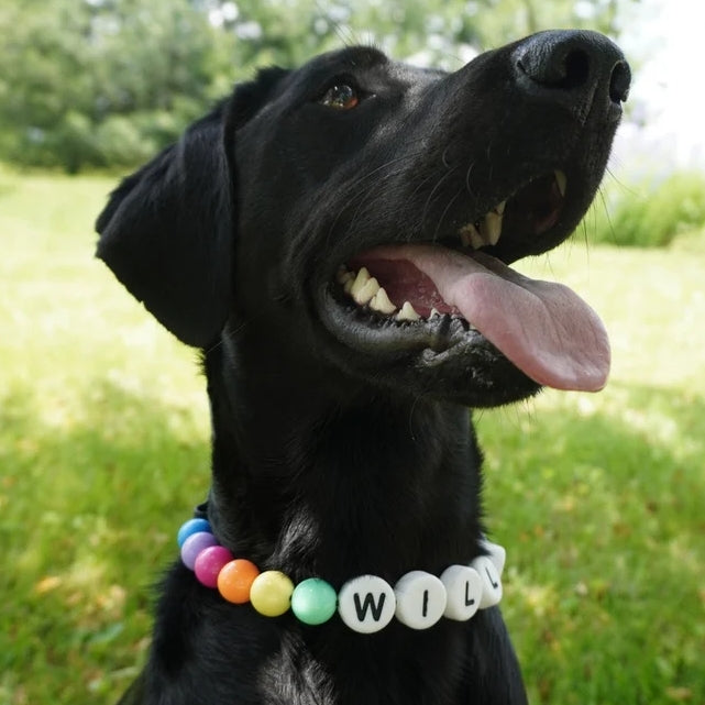 PawBond™ Personalized Pet Collar & Matching Bracelet Set – The Ultimate Gift of Love for You & Your Pet 🐶💖